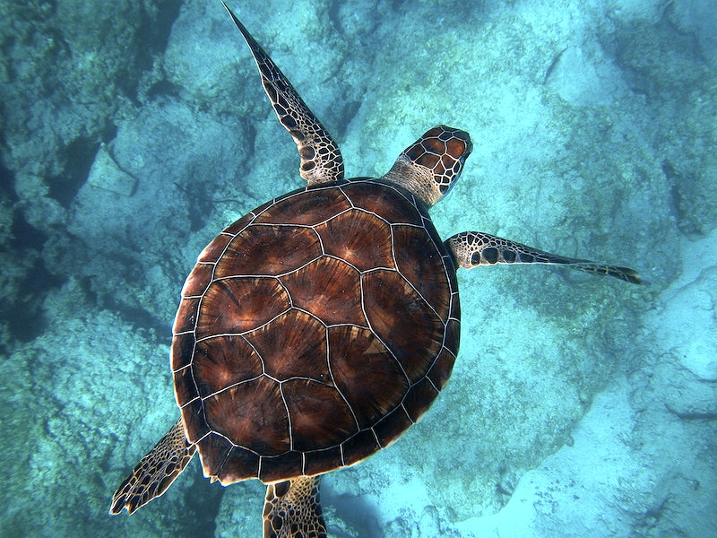 G20 Lança Iniciativa para Destacar a Importância dos Oceanos na Agenda Global