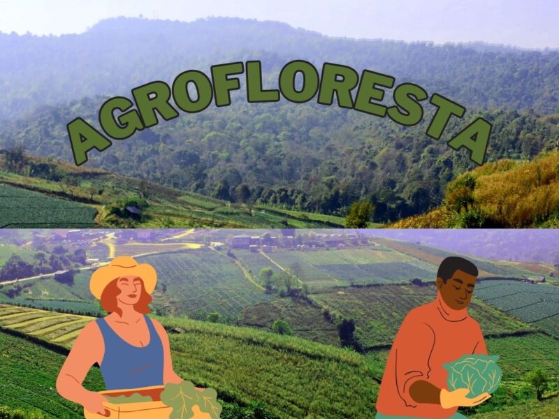 Agrofloresta: O Futuro Sustentável da Agricultura